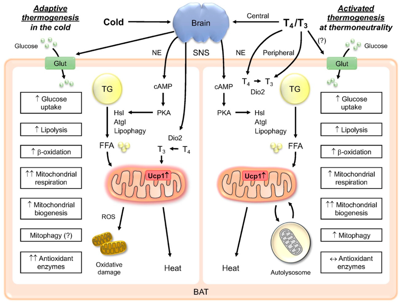 Ask the rd how does adaptive thermogenesis affect metabolism