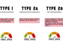 Everything you need to know about muscle fiber types