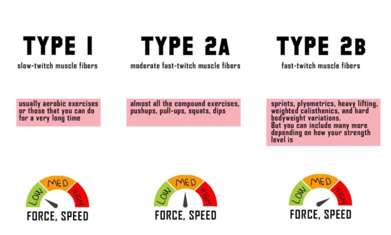 Everything you need to know about muscle fiber types