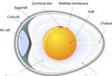 Unscrambling the science behind eggs