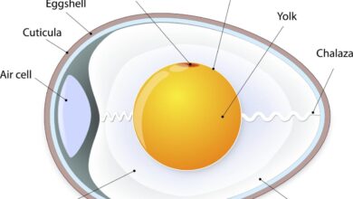 Unscrambling the science behind eggs