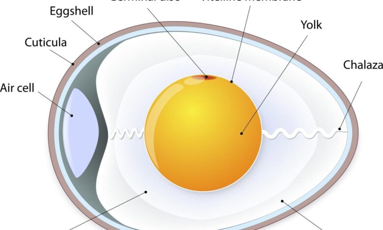 Unscrambling the science behind eggs