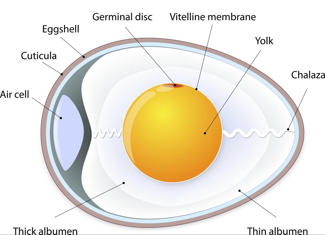 Unscrambling the science behind eggs