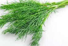 Is dill a super herb