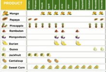 Fruits and veggies to eat at their seasonal peak right now