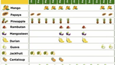 Fruits and veggies to eat at their seasonal peak right now