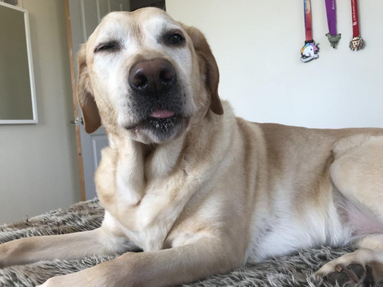 So you want to start running with your dog