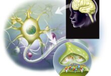 How serotonin helps regulate mood and appetite