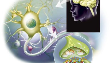 How serotonin helps regulate mood and appetite