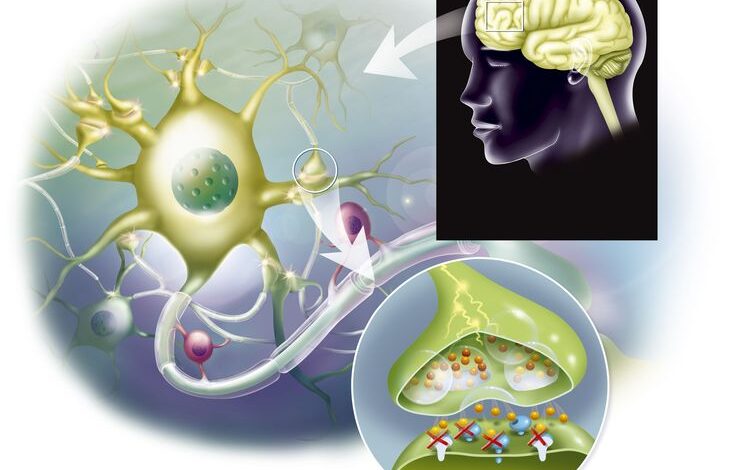 How serotonin helps regulate mood and appetite