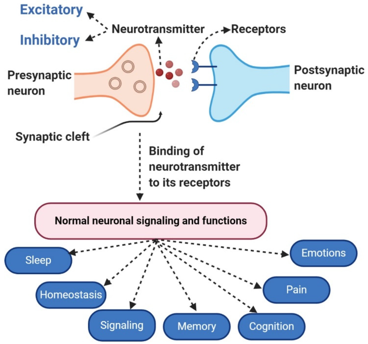 How serotonin helps regulate mood and appetite